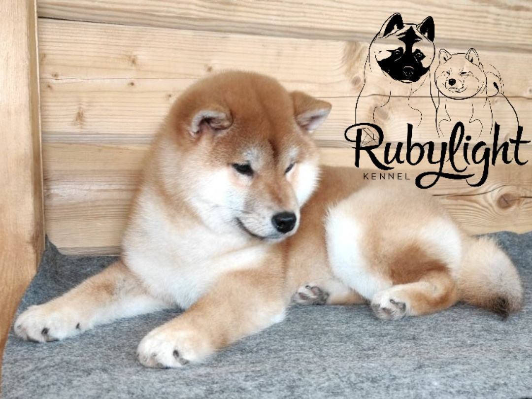 Щенки сиба-ину, шиба, Отец: SHIOMARU EVER DREAM Мать: TRIUMF SIBIRI AKIKO CHIKAKO, Санкт-Петербург, RUBYLIGHT kennel
