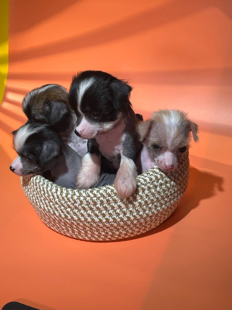 Девочкам помёта «D» месяц. Питомник китайских хохлатых собак Poale Ell: купить щенка