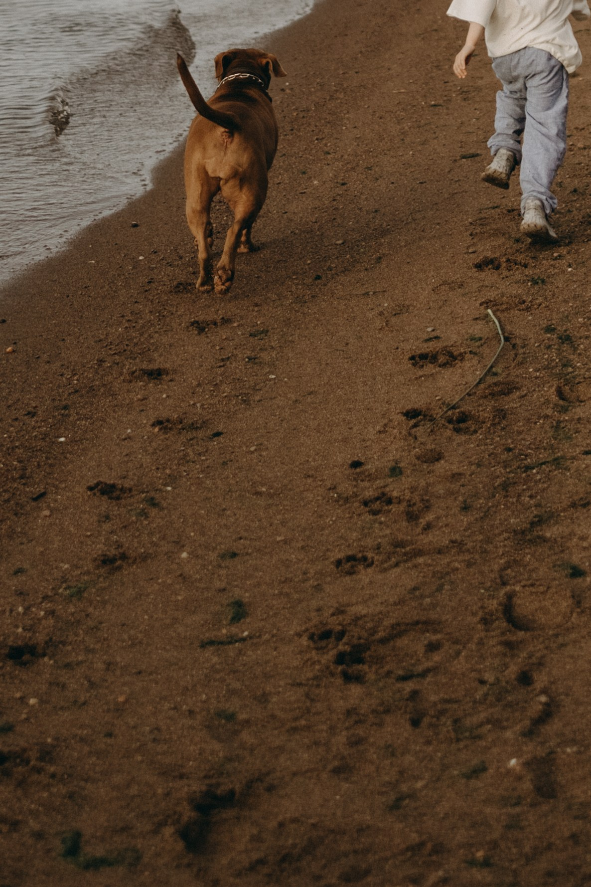 Бонни и ее семья. Фотограф — Анималист | Санкт-Петербург