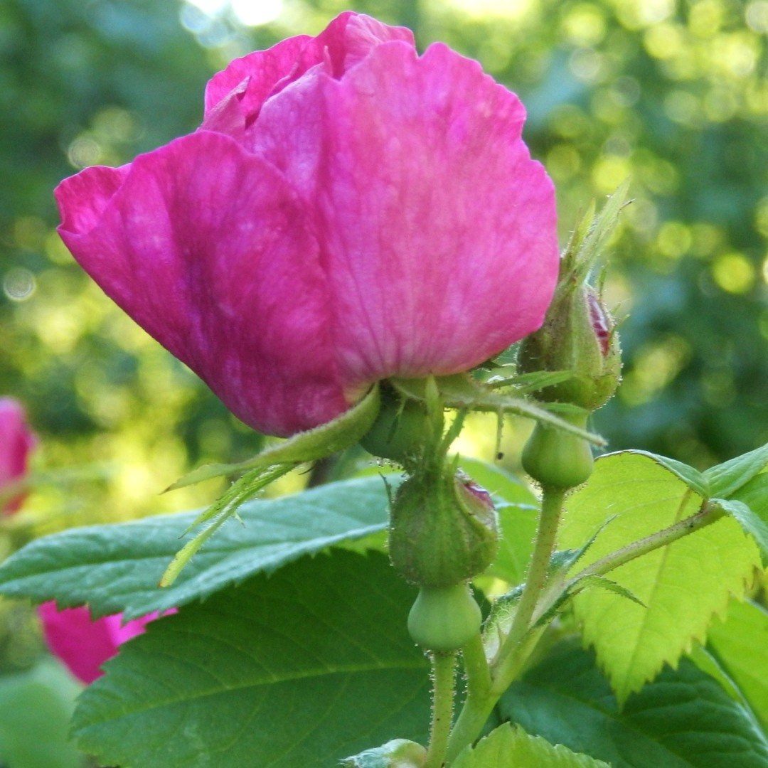 Кустарники. Природа севера