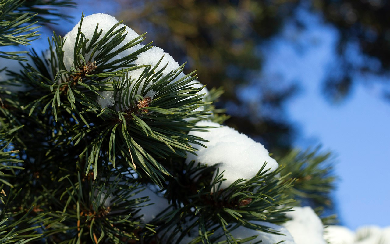 Деревья. Природа севера