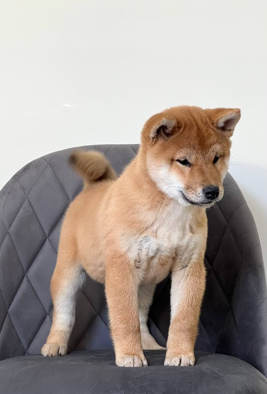 Сиба Rubylight Zoe питомник Рубилайт 