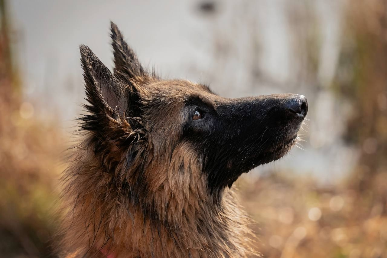 Отзывы. Семейный фотограф анималист г. Находка