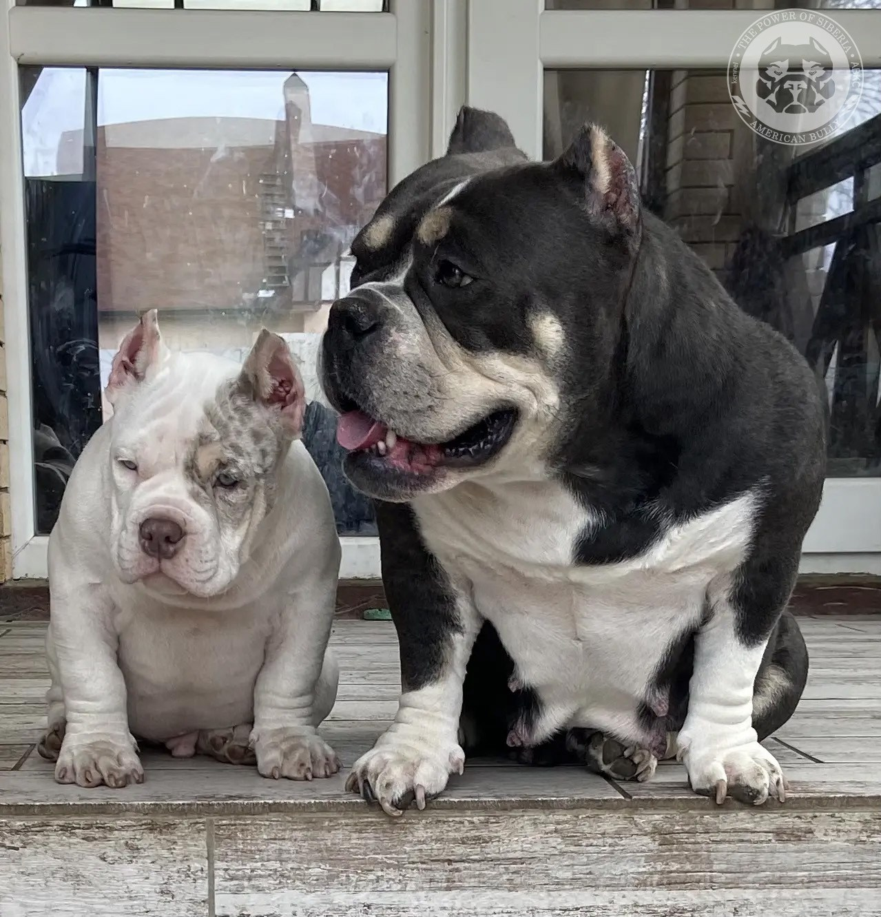 Свободные щенки Американский Булли покет. Американский Булли в г. Ростов-на-Дону. Питомник THE POWER OF SIBERIA