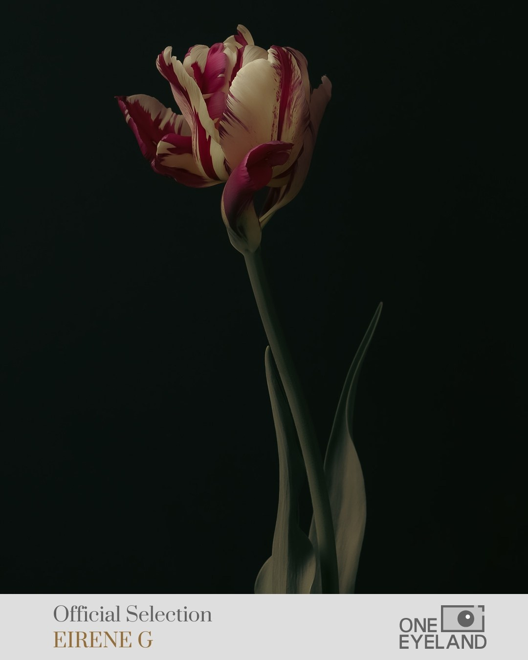 ONEEYELAND GALLERY. Eirene G |  Photoartist | Flowers from my garden