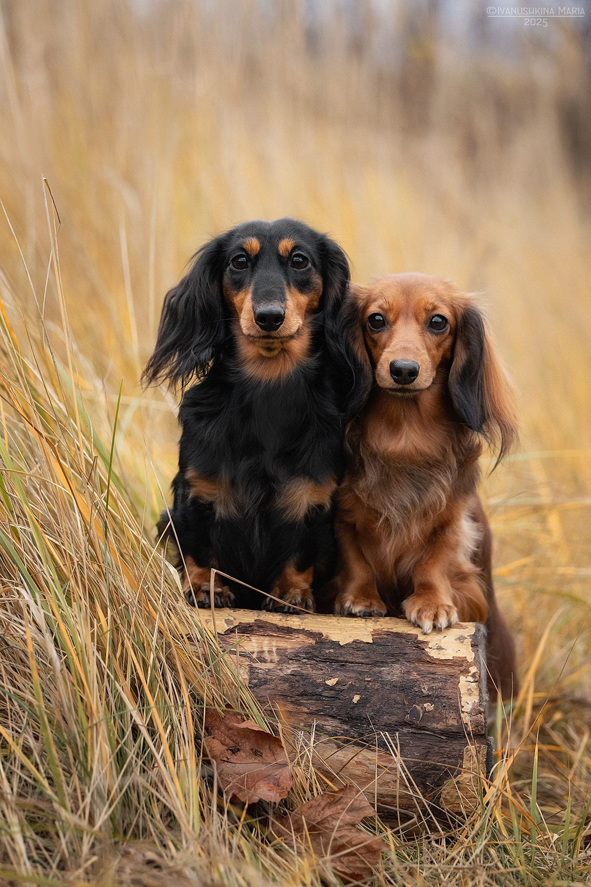 Фотограф-анималист. Фотограф собак в Москве и Московской области Иванушкина Мария