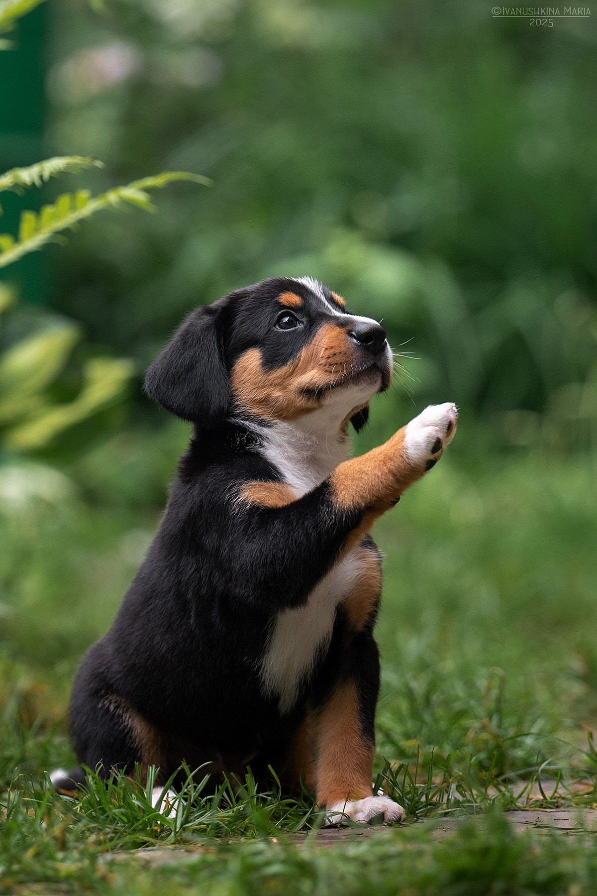 Фотосессия щенков на продажу. Фотограф собак в Москве и Московской области Иванушкина Мария
