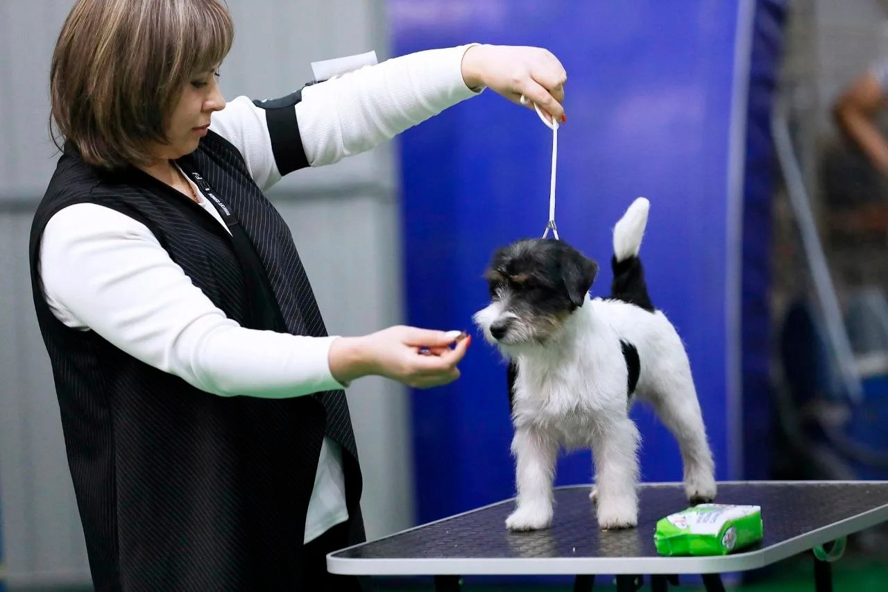 Port Fortis Destiny Of Love