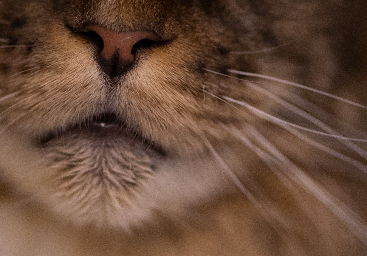 VetLife. Татьяна Афонина | Фотограф