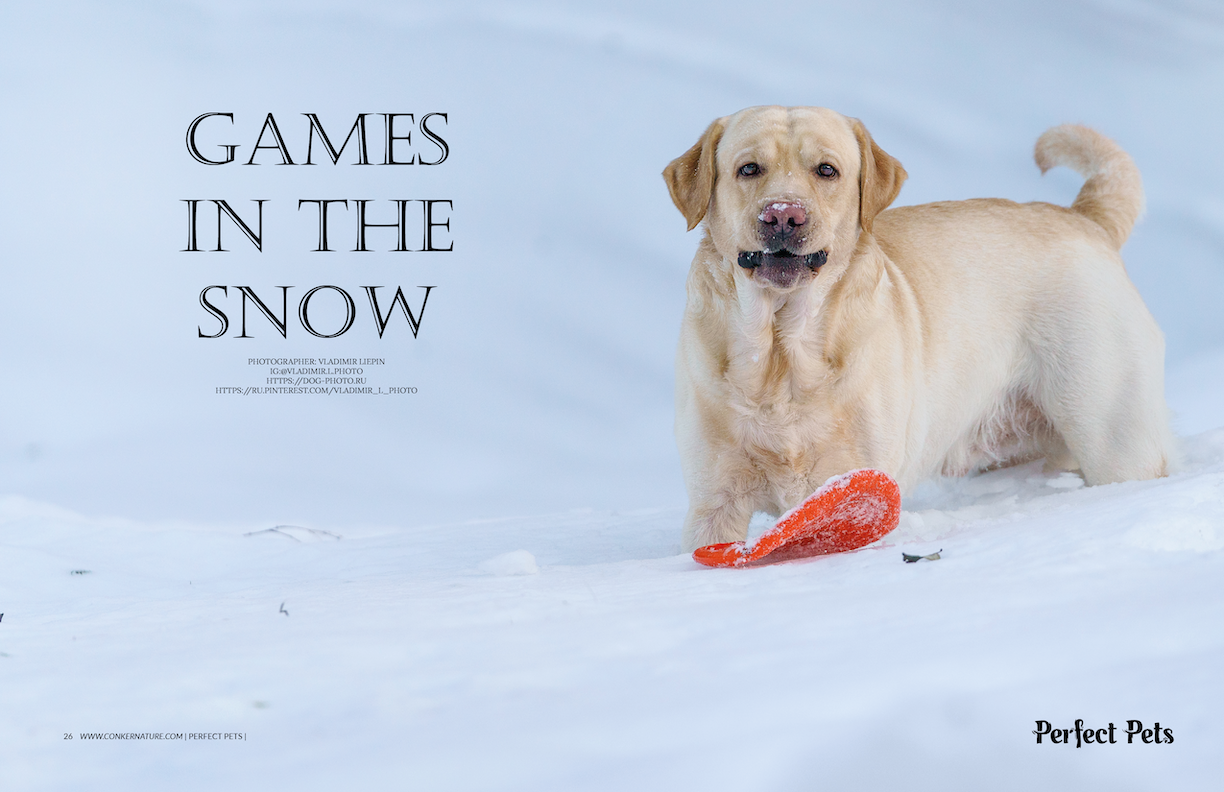 Лабрадор публикация в глянцевом журнале