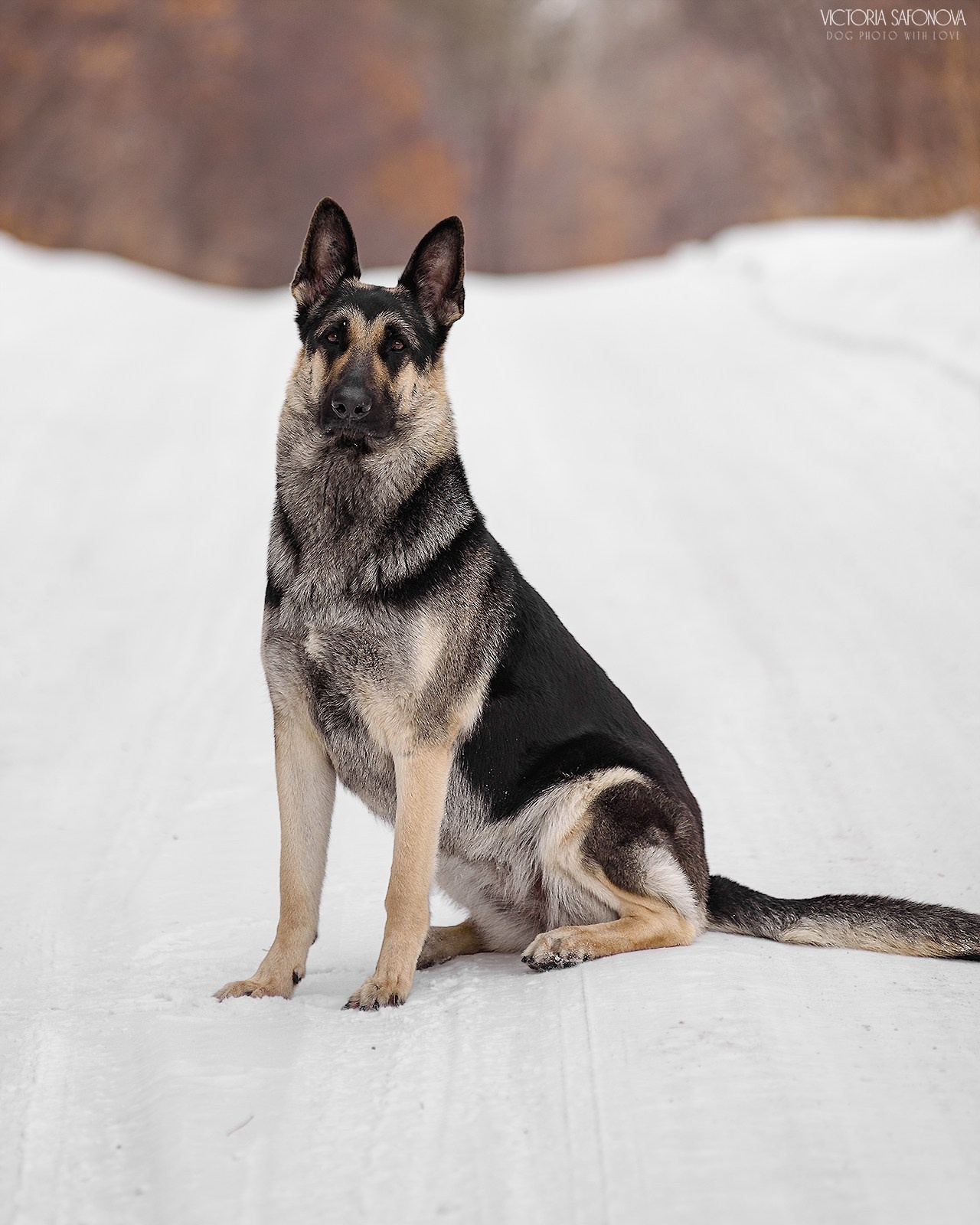 Одри 17.02.2024. Фотограф анималист Благовещенск. Сафонова Виктория