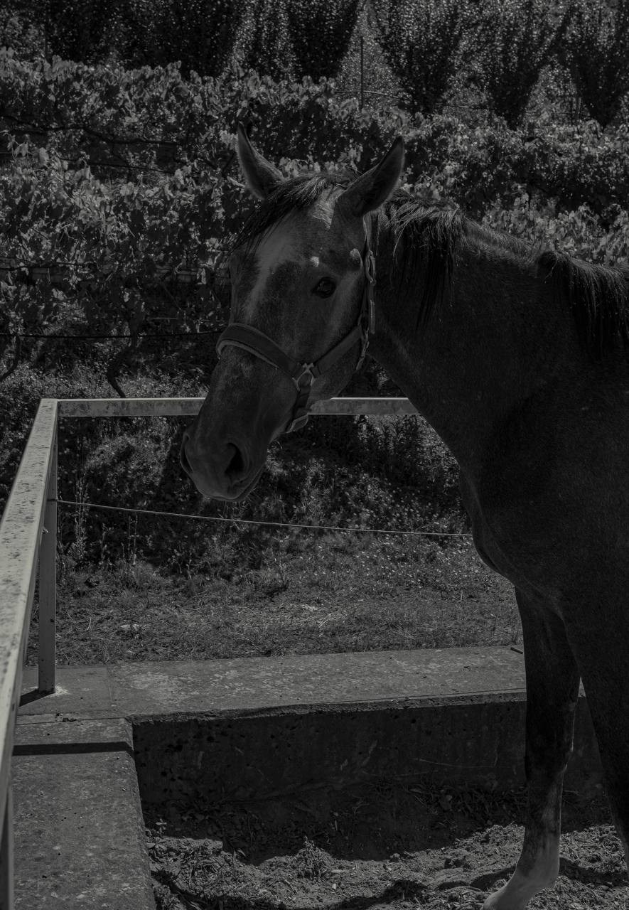 Фотосессия на конюшне в Сочи. Портфолио фотографа Анастасии Блохиной