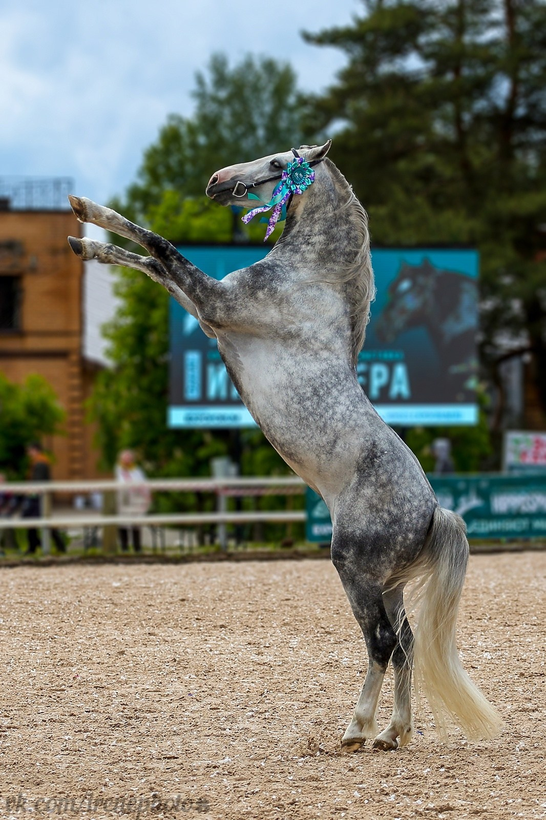 Лошади. Irenephoto.ru