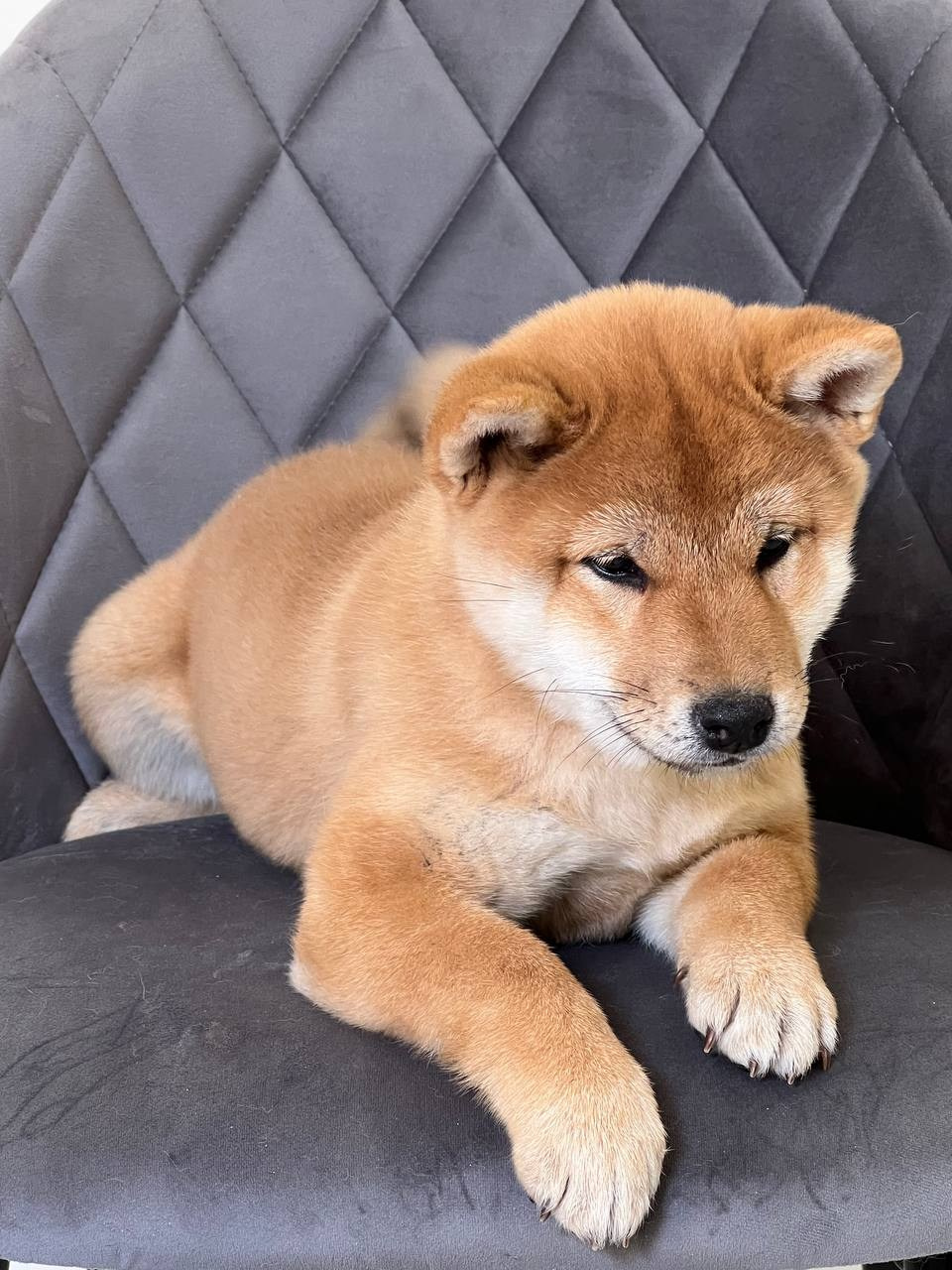 Сиба Rubylight Zoe питомник Рубилайт 