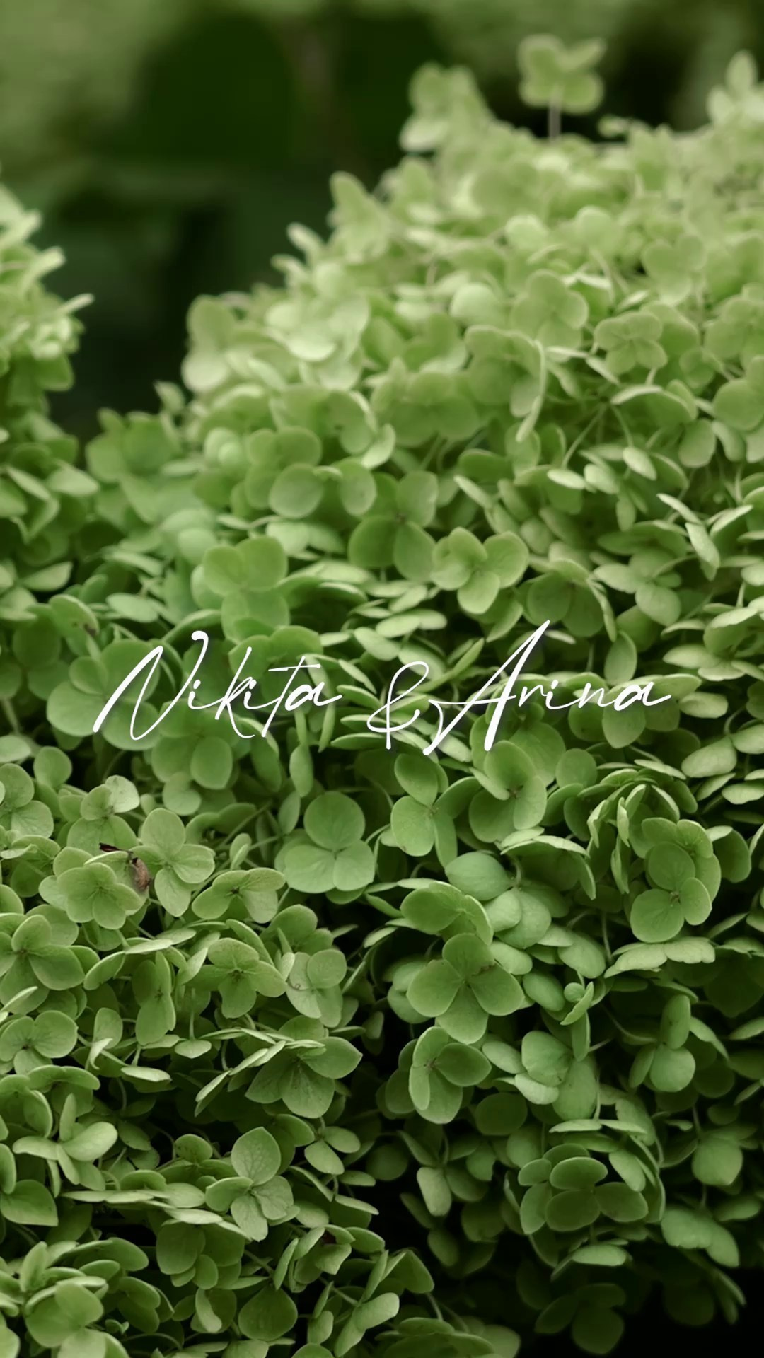 Клипы. Свадебный и репортажный видеограф Ксения Перегрин|Пятигорск, Кисловодск, Ессентуки, Железноводск