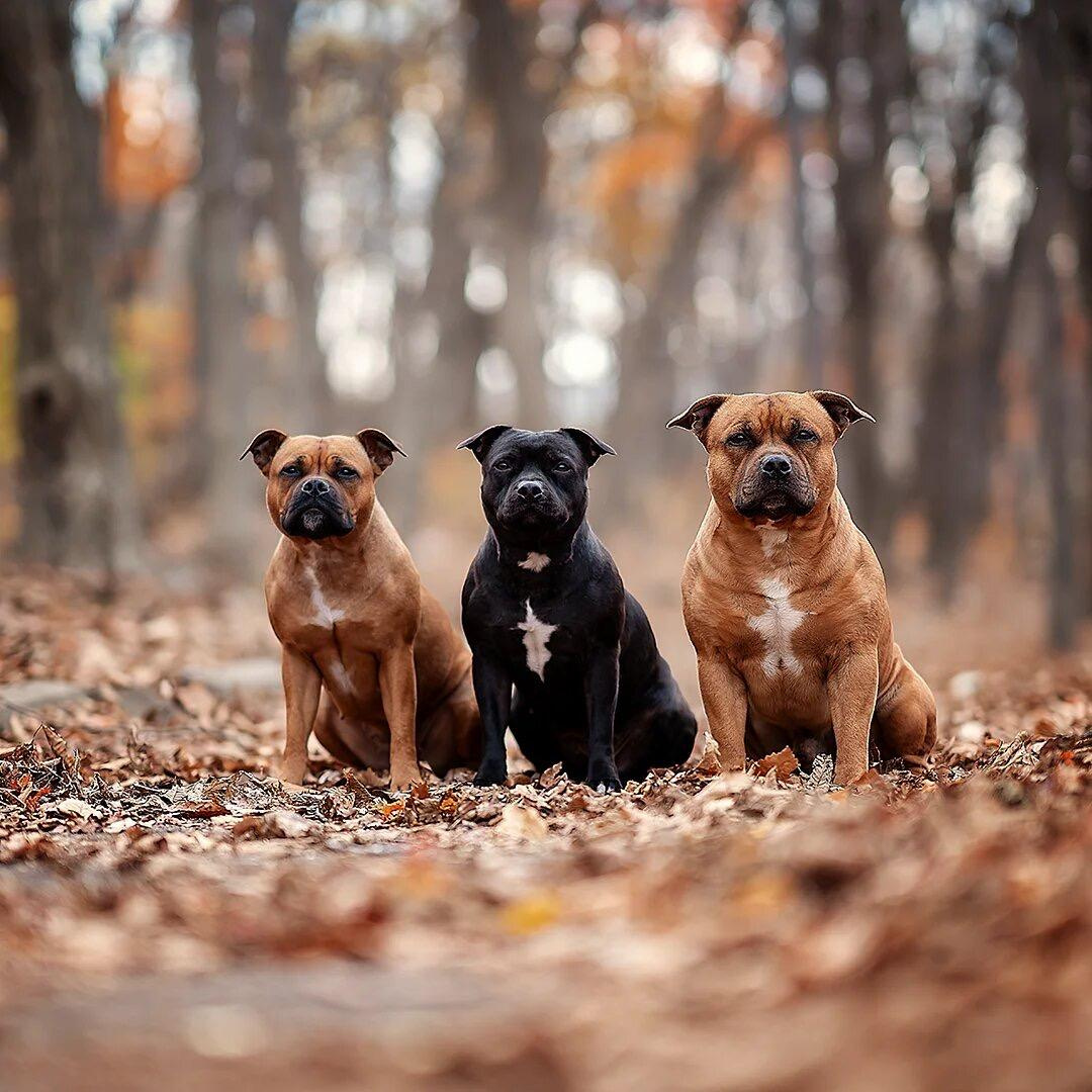 Фотосессия с собаками. Фотограф Кочнова Диана город Владивосток