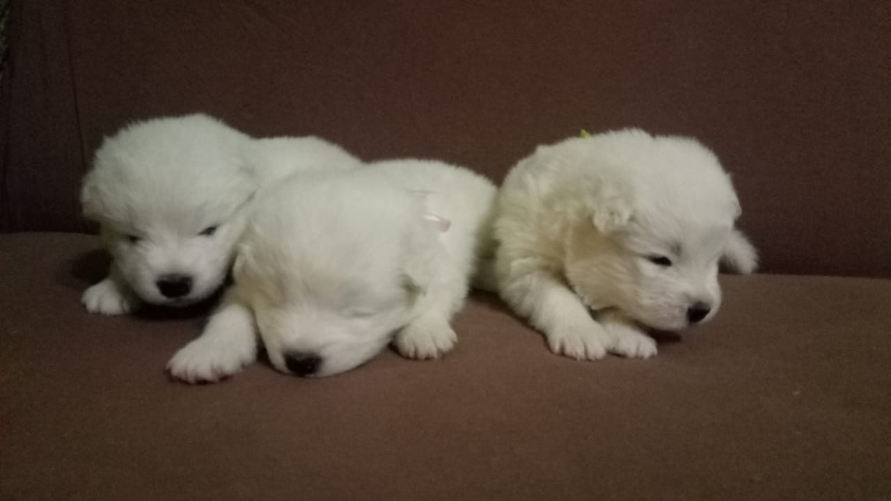 Помет «К» 17.09.2021 д. р. Самоед Новосибирск