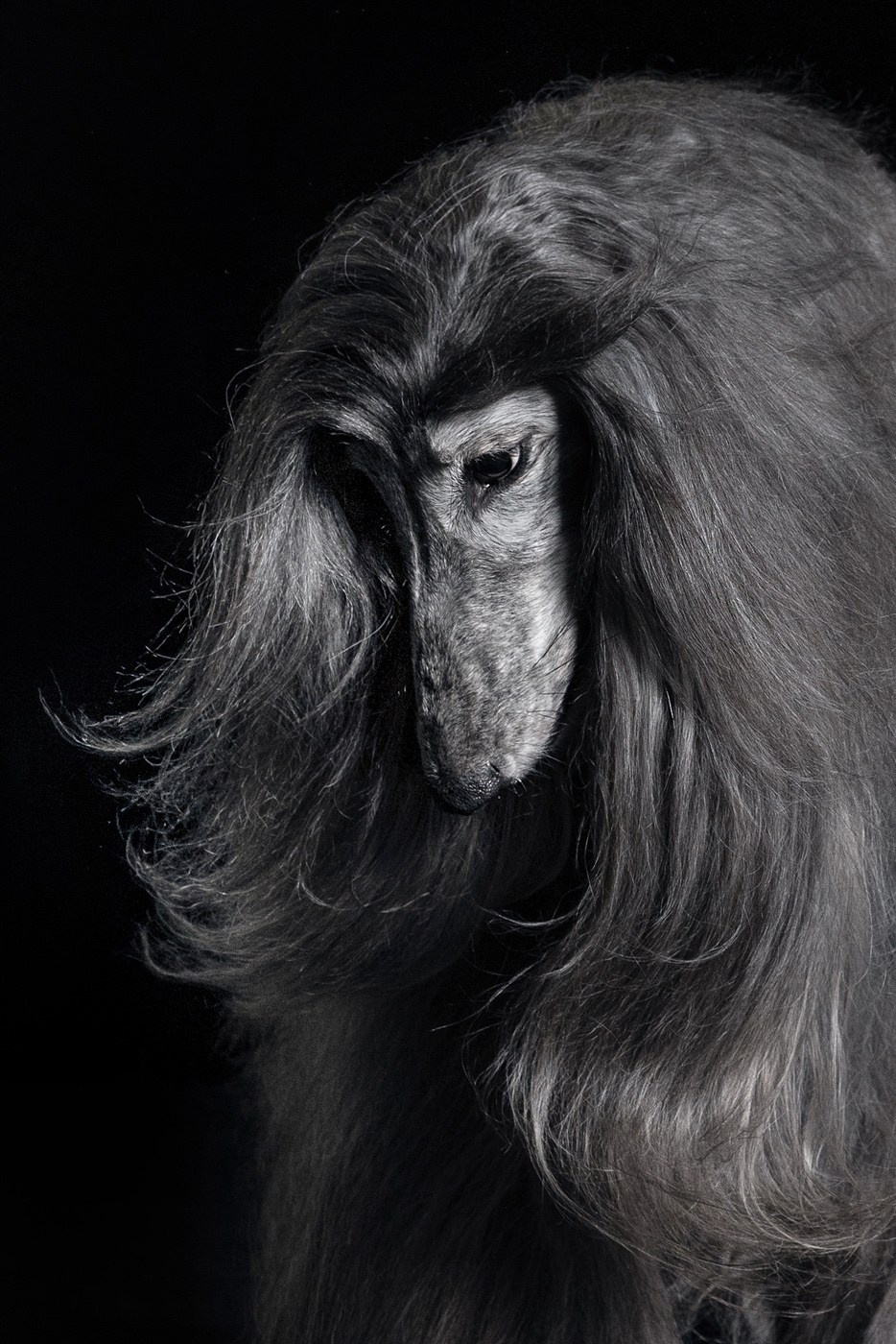 Небольшой отчёт о том, как прошли студиные фото дни. Фотограф-анималист Natalia Deingel | Фотосъемка собак в Москве