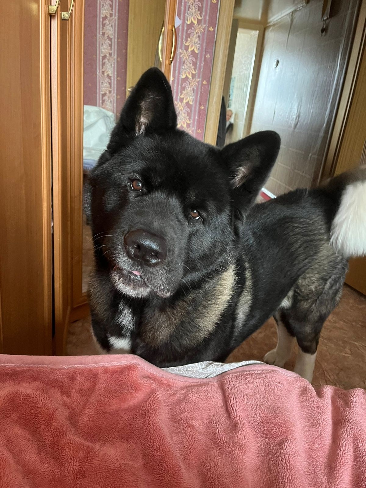 Rubylight Grom Американская акита питомник Рубилайт