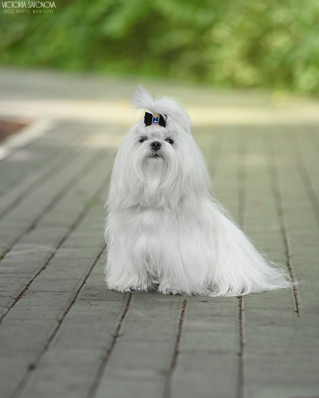 10 августа 2024. Благовещенск. Фотограф анималист Благовещенск. Сафонова Виктория