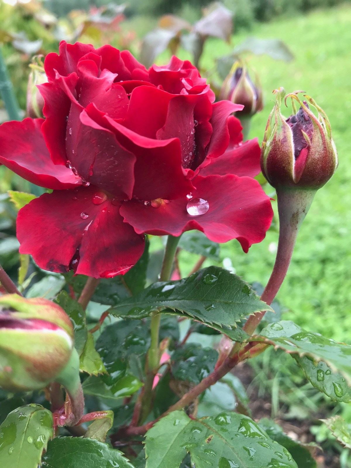 Территория экофермы Марии Гиппенрейтер. Эко отель Подмосковье. Эко отдых в Подмосковье в эко-отеле Марии Гиппенрейтер