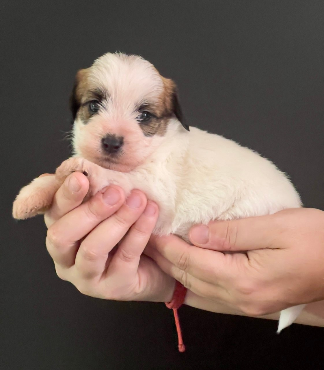 Кобель 1. Lovely-Orange питомник джек рассел терьеров