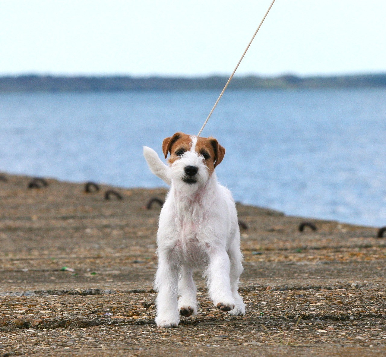 Anroal Chiquilla aka Miya. Lovely-Orange питомник джек рассел терьеров