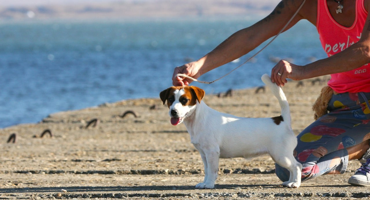 Lovely-Orange Avrora. Lovely-Orange питомник джек рассел терьеров