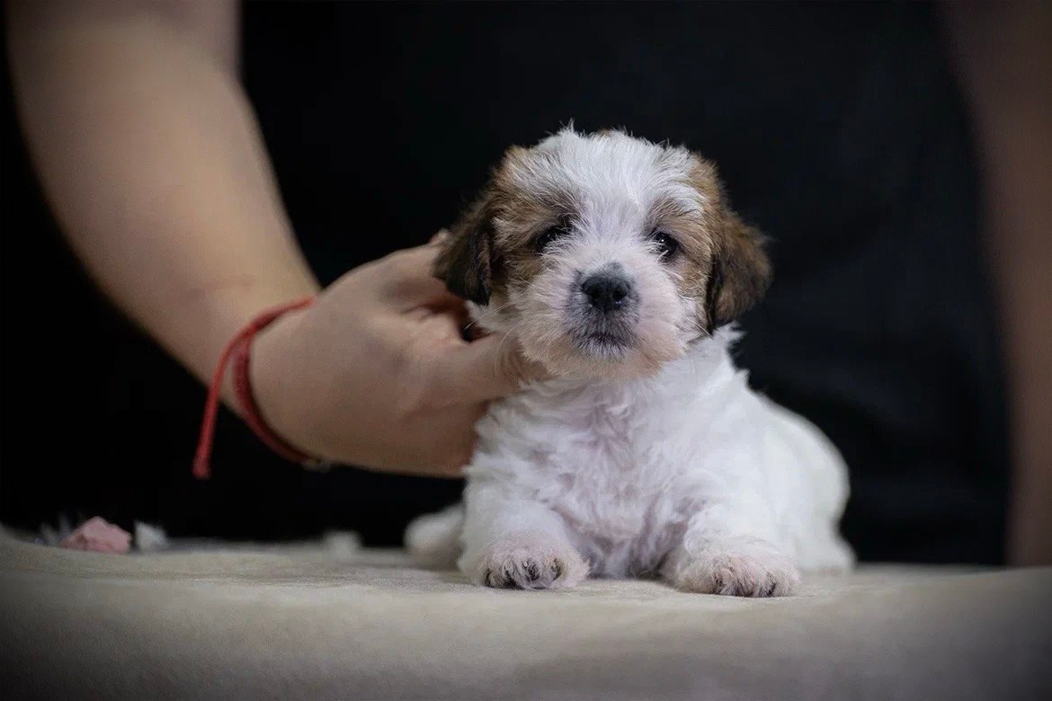 Сука 5. Lovely-Orange питомник джек рассел терьеров