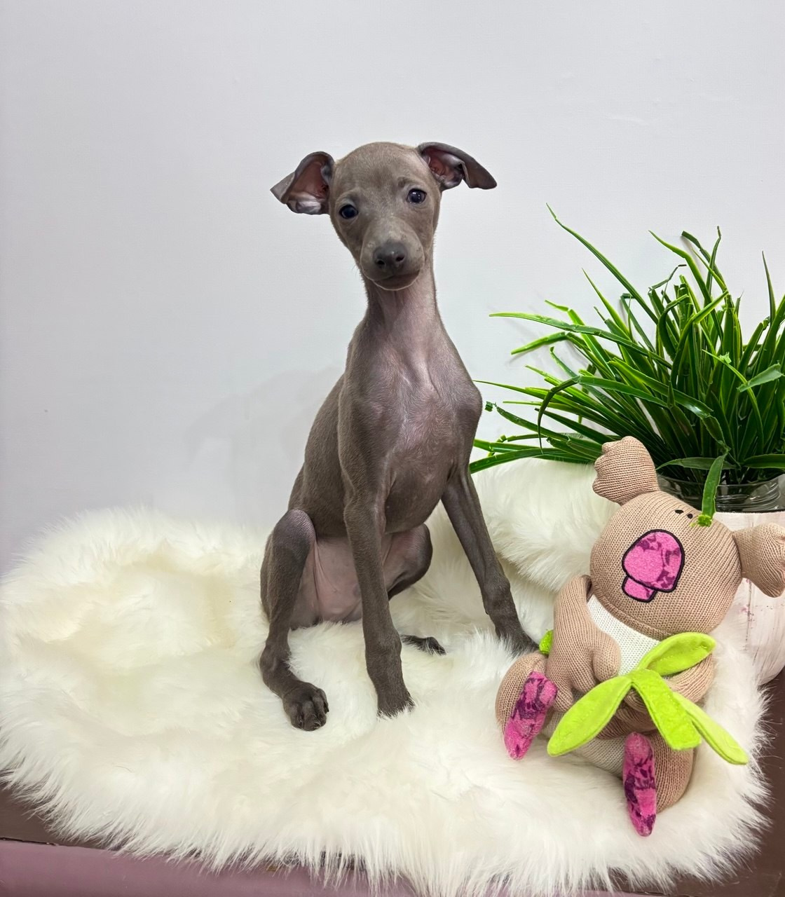 Голубые малыши. Профессиональный питомник левреток РКФ/FCI ASTI SAPPHIRE 💎 Сочи|Санкт-Петербург