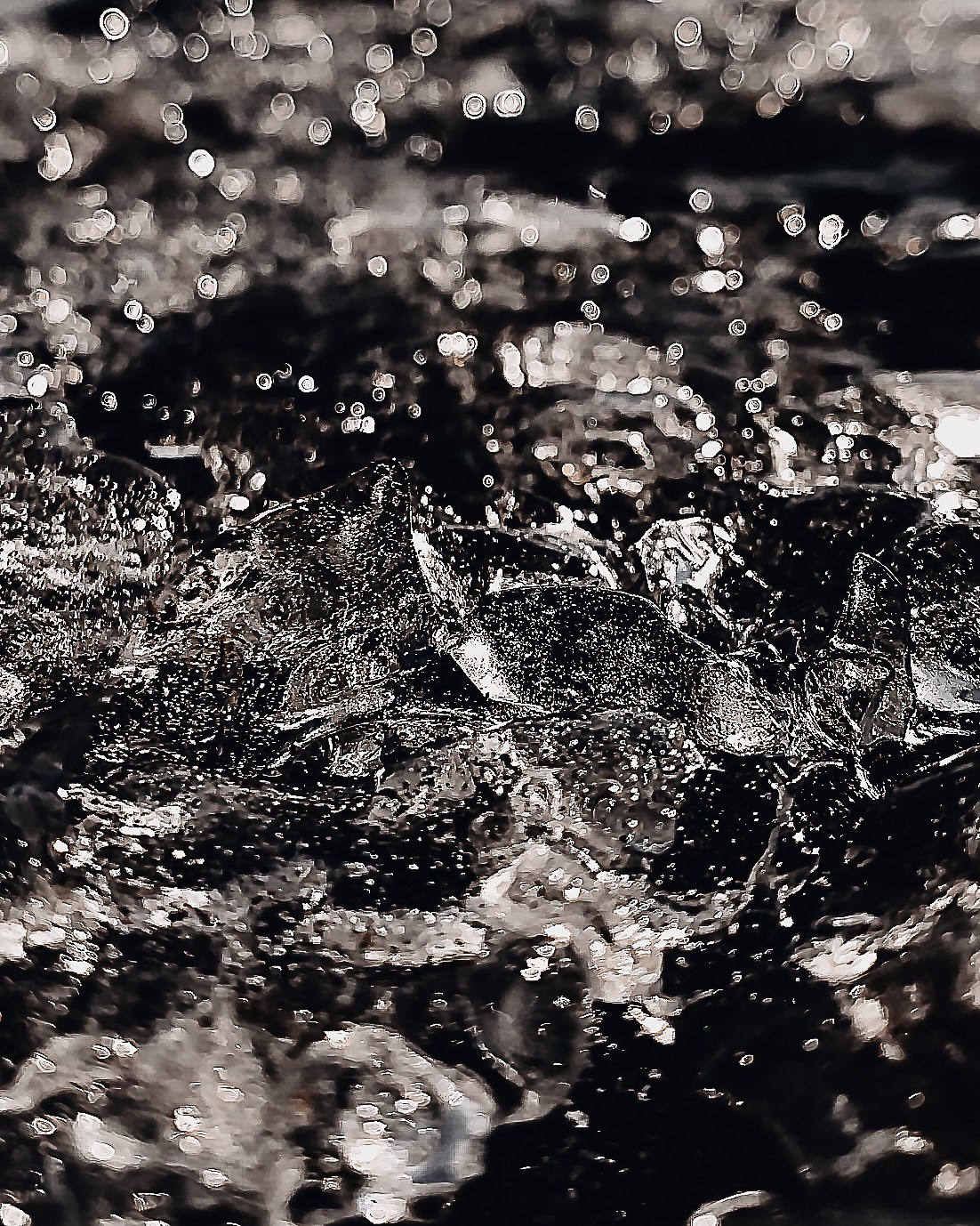 Anna Sazhenkova photographer and visual artist from Russia