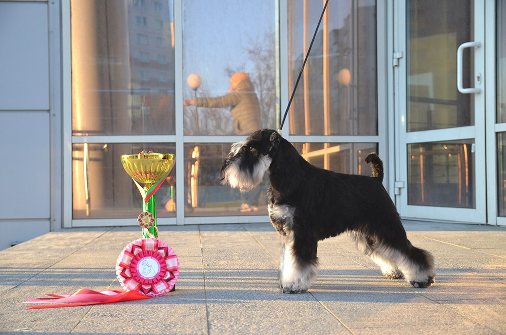 Харли/ Delinso Balance Ultima Gail. Питомник цвергшнауцеров в Беларуси «Делинсо Бэлэнс»