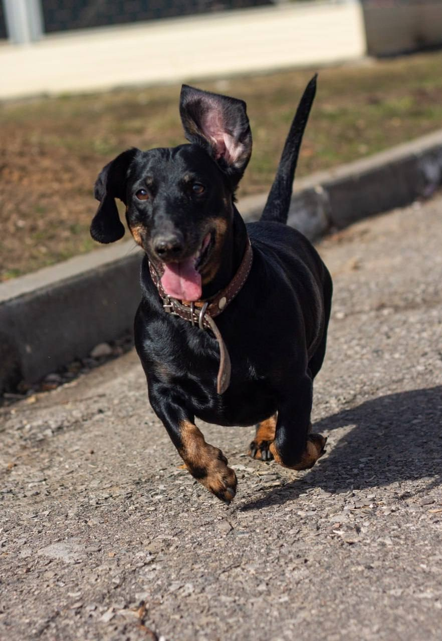 Ральф. Фотограф Никонова Софья