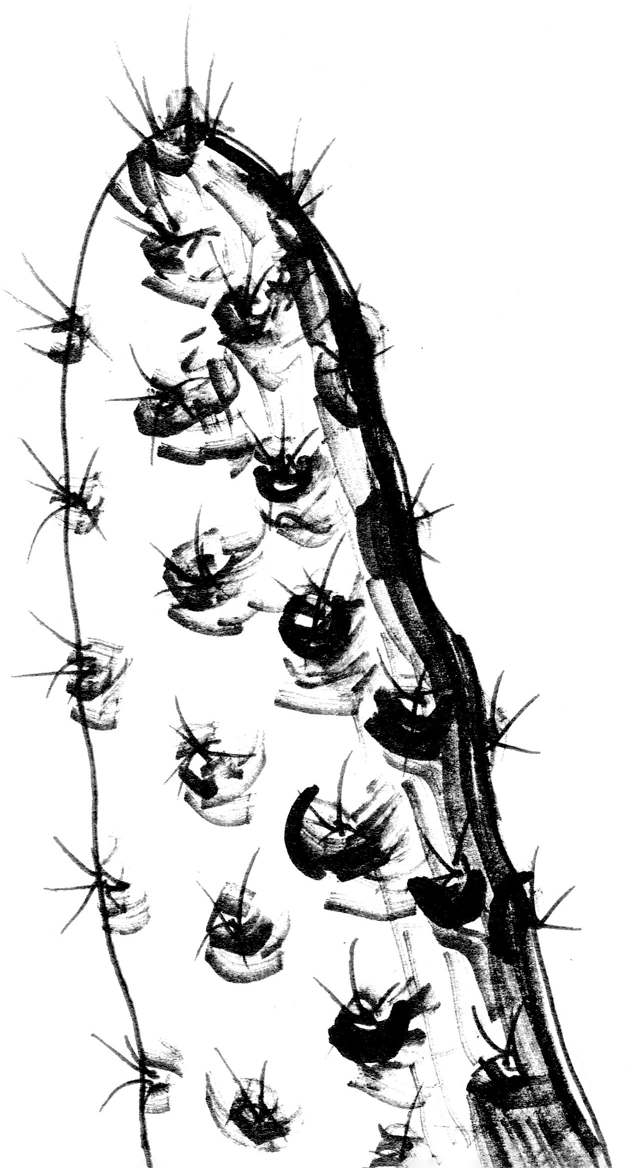 Растительные иллюстрации