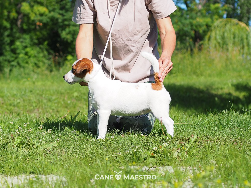 Щенок Джек-рассел-терьер. КМ ФЕРИТЕЙЛ. Гладкий джек рассел. Девочка№1. КАНЕ МАЭСТРО — питомник Джек рассел терьеров