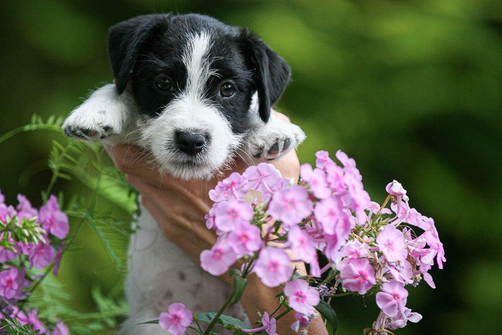 CANE MAESTRO RONDO. CANE MAESTRO — kennel Jack Russell Terrier
