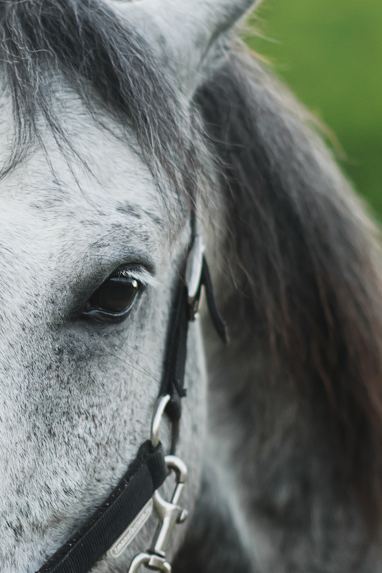 Дакар и Рамина — 29.06.2024. Фотограф — Анималист | Анна Абрамова