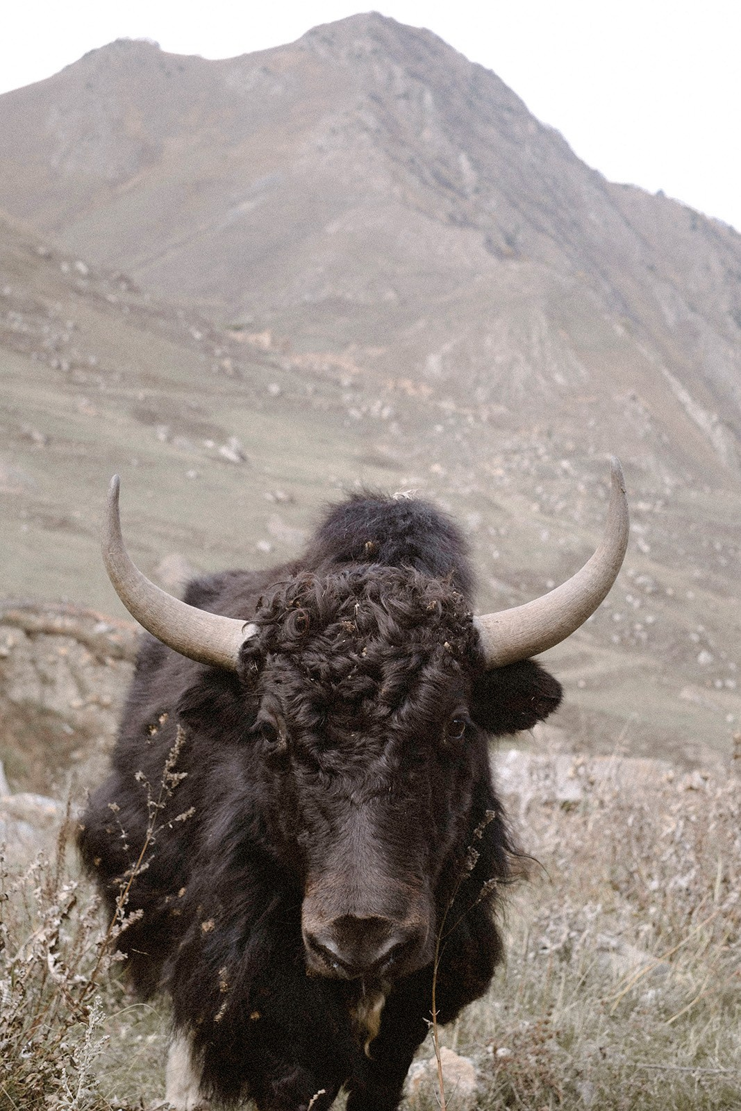 Prints. North Ossetia