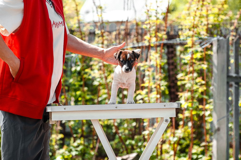 Девочка3галерея. CANE MAESTRO — kennel Jack Russell Terrier