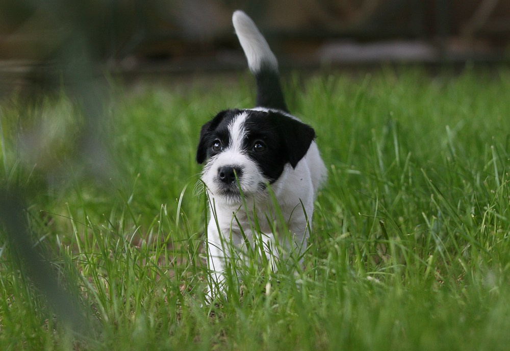 CANE MAESTRO RONDO. CANE MAESTRO — kennel Jack Russell Terrier