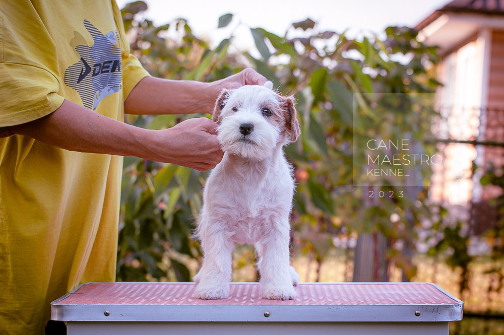 Щенок Джек-рассел-терьер. Девочка б/рыж. КАНЕ МАЭСТРО СЕРЕБРО. #4. КАНЕ МАЭСТРО — питомник Джек рассел терьеров