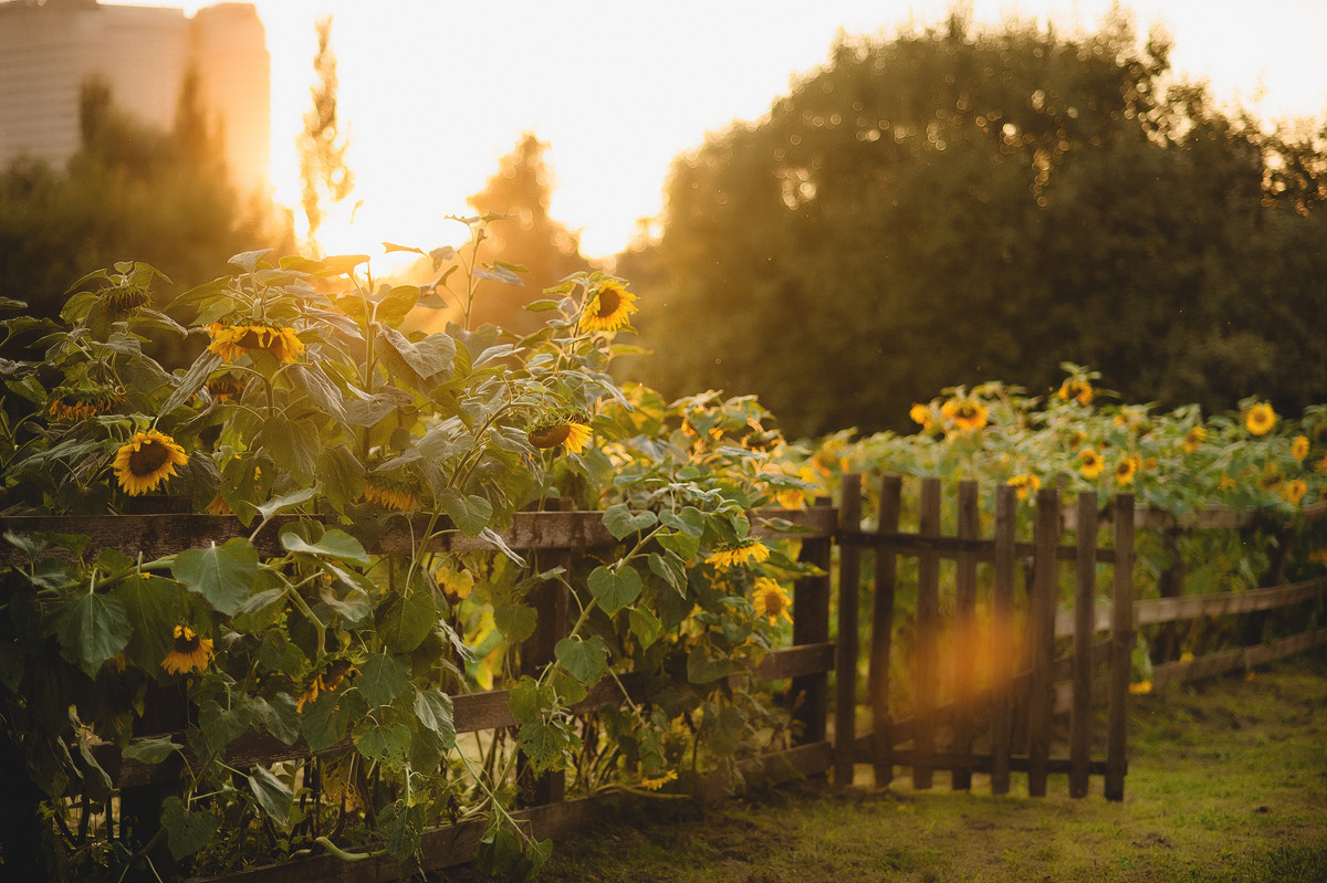 АНКА, САШКА, НАСТЁНА и МАТВЕЙ. Свадебный и семейный фотограф РИТА БОЧКАРЁВА