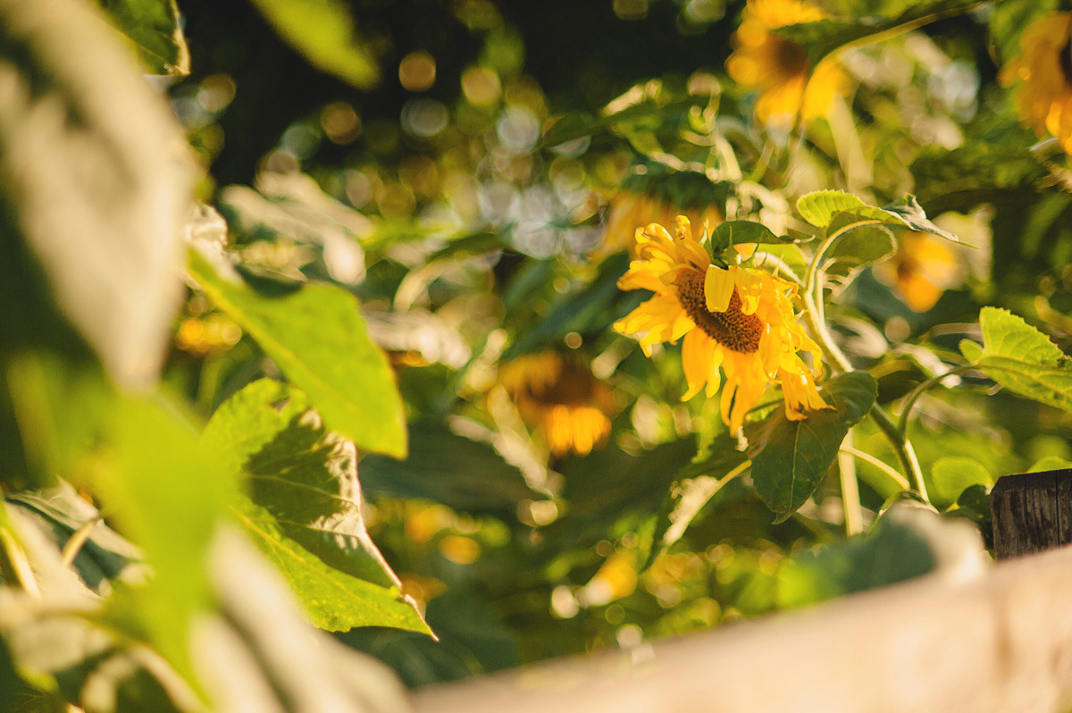 АНКА, САШКА, НАСТЁНА и МАТВЕЙ. Свадебный и семейный фотограф РИТА БОЧКАРЁВА