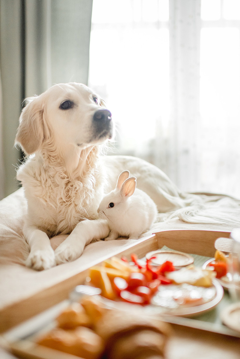 МАРГО и САША. ДОМ. Свадебный и семейный фотограф РИТА БОЧКАРЁВА