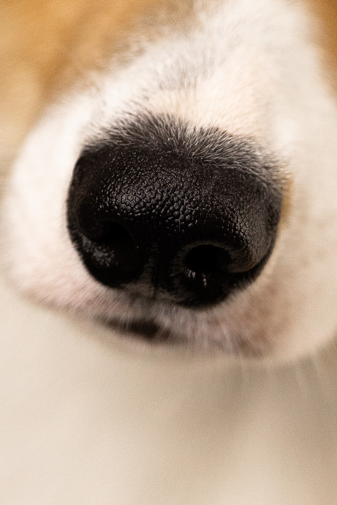 Корги. Фотограф и видеограф анималист Аганина Дарья