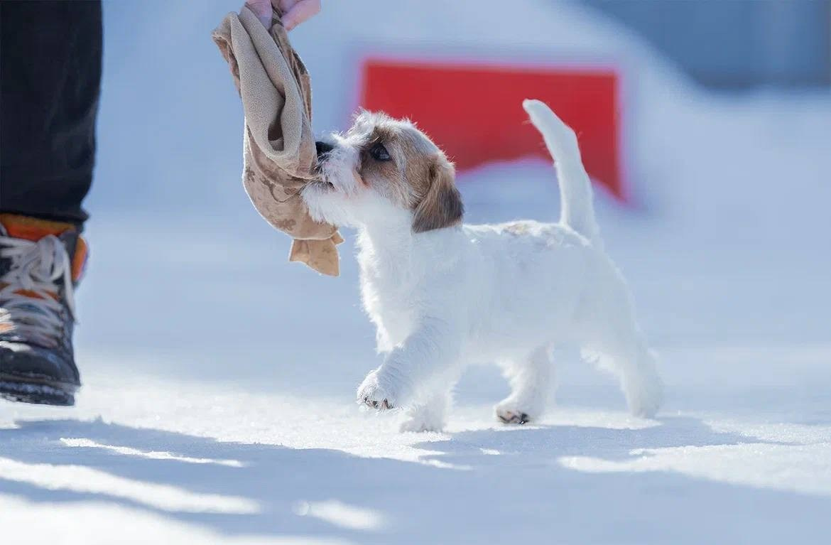 Сука 3. Lovely-Orange питомник джек рассел терьеров