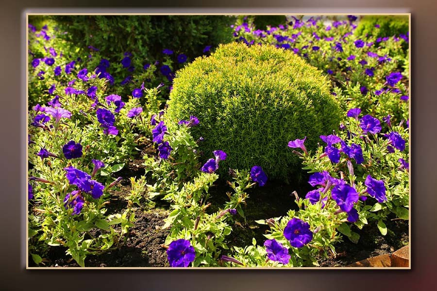 Ландшафтный дизайн. Skazka.wfolio.pro