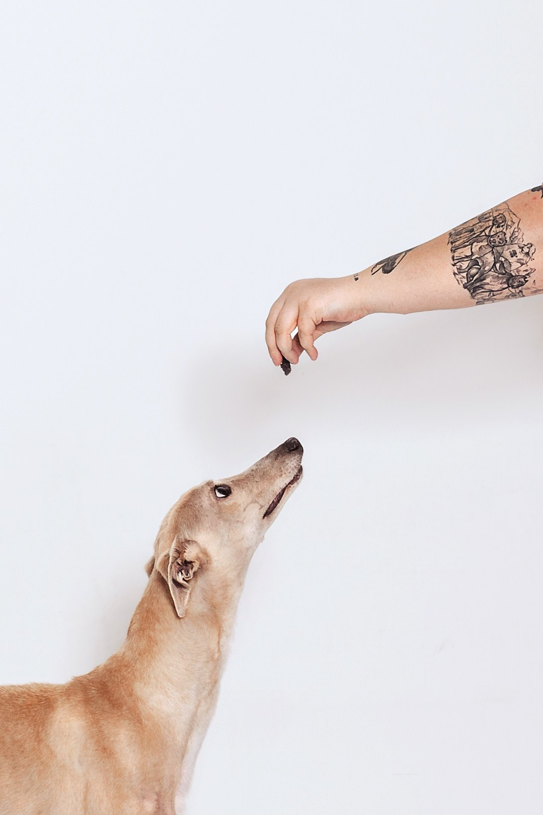 Студийная съемка 2 собак 2024. Фотограф-анималист Татьяна Степанова