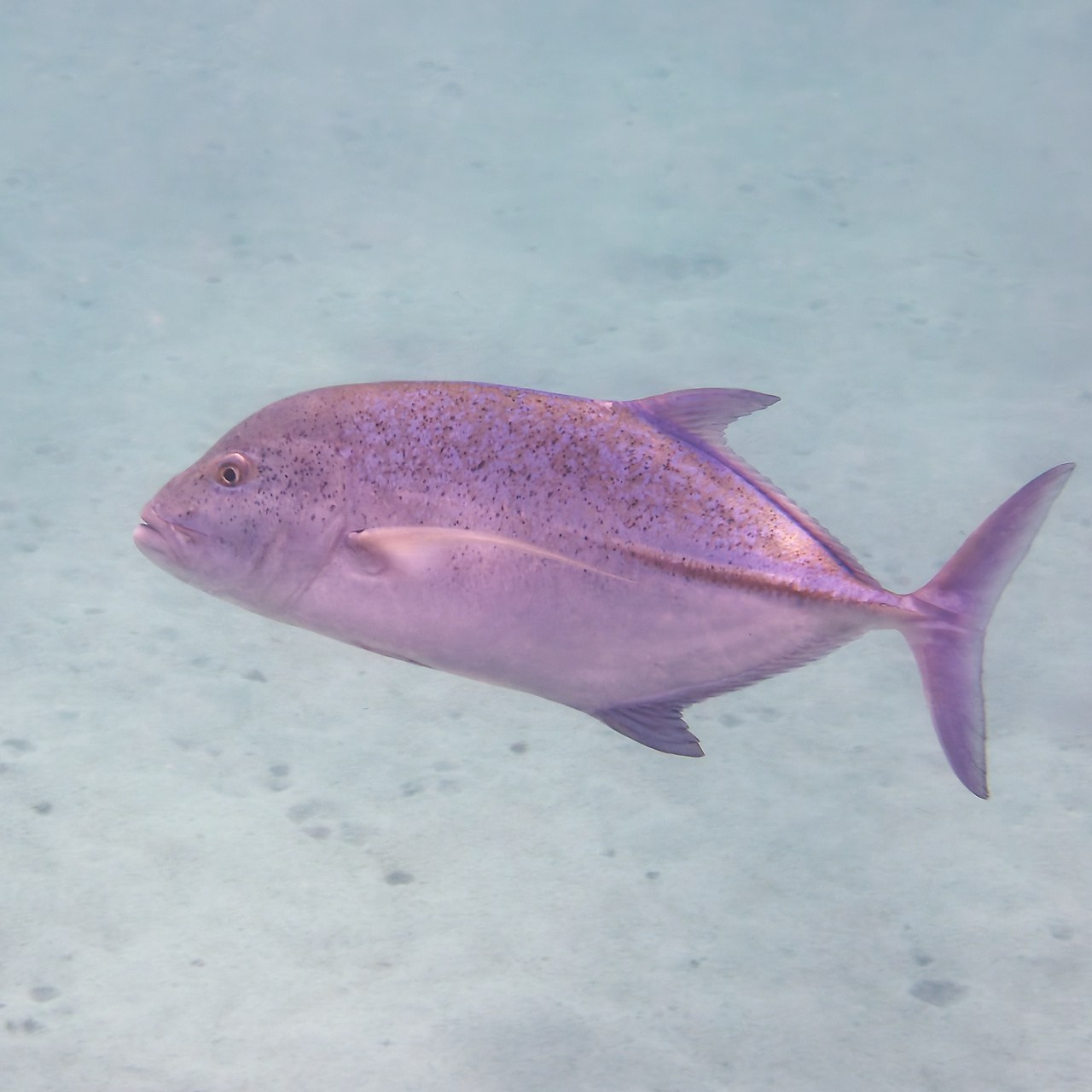 Мне посмотреть. Рыбов показываю