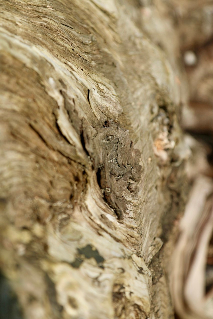 Макро. Фотографирую мир